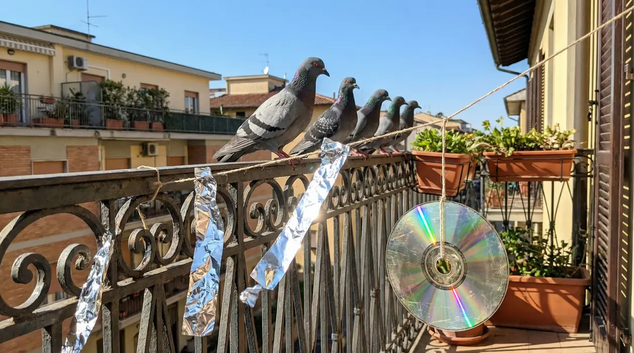Piccioni posati su un balcone con un CD e strisce riflettenti appese alla ringhiera