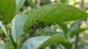 Colonia di afidi sulla parte inferiore di una foglia verde in giardino